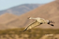 Sandhill-Crane;Crane;Grus-canadensis;Flying-bird;action;aloft;behavior;flight;fl